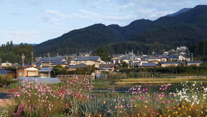 Iida, Nagano’s cosmos flowers by homes in the foothills of the southern alps.